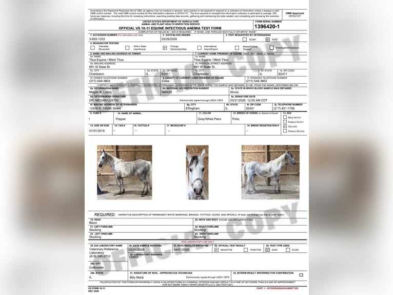 Quarter Pony Castrone 10 Anni 142 cm Tobiano-tutti i colori in Charleston