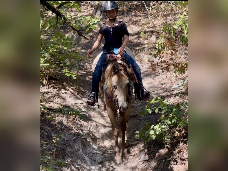 Quarter Pony Castrone 10 Anni Pelle di daino in Weatherford