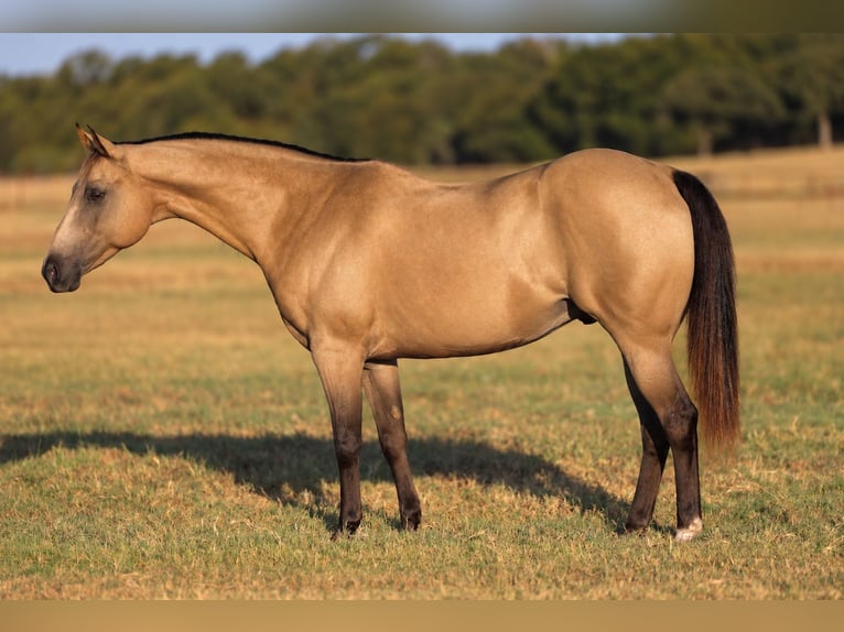 Quarter Pony Castrone 10 Anni Pelle di daino in Weatherford