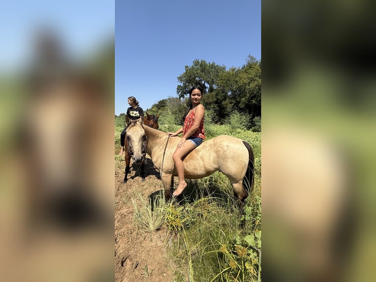 Quarter Pony Castrone 10 Anni Pelle di daino in Weatherford