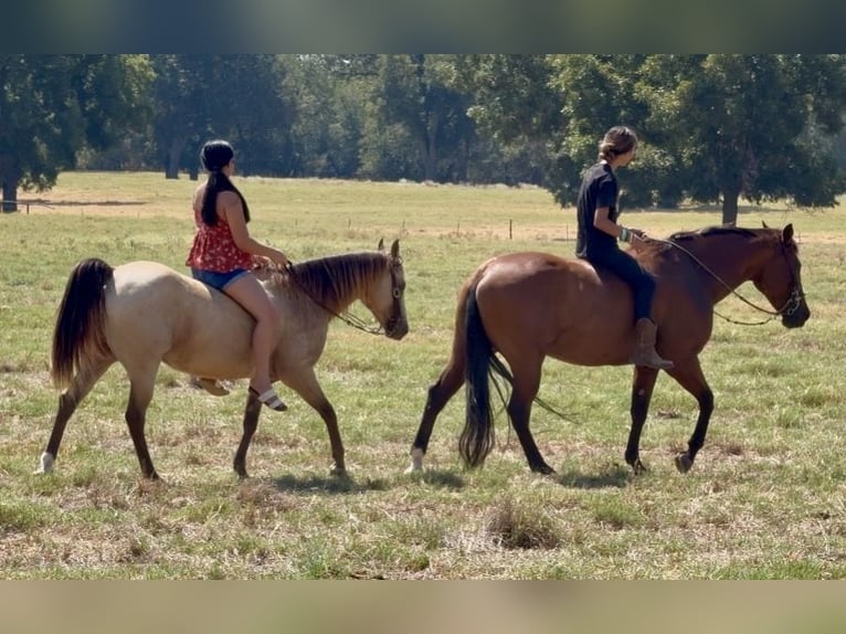 Quarter Pony Castrone 10 Anni Pelle di daino in Weatherford