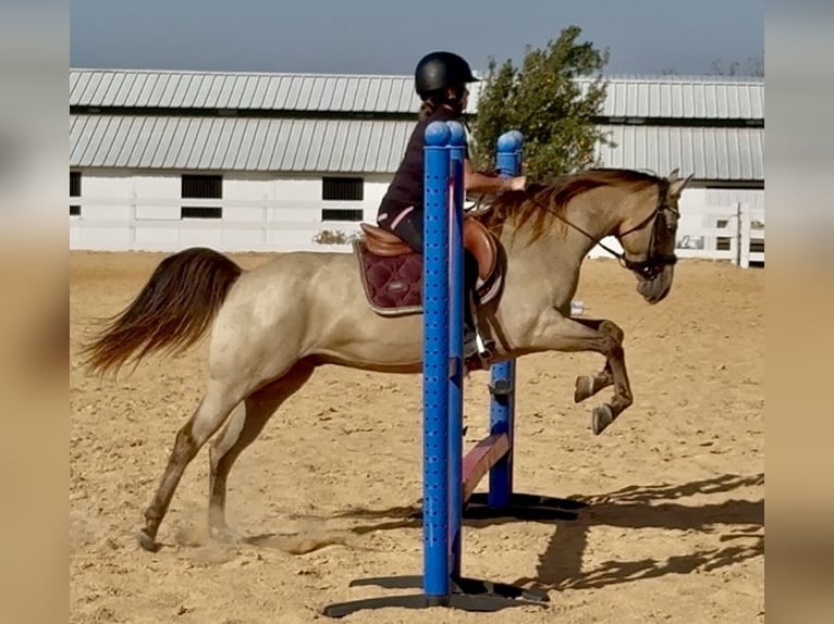 Quarter Pony Castrone 10 Anni Pelle di daino in Weatherford