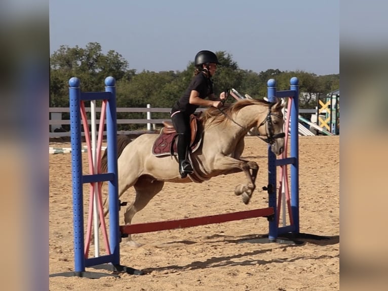Quarter Pony Castrone 10 Anni Pelle di daino in Weatherford