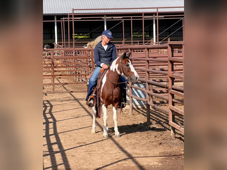 Quarter Pony Castrone 10 Anni Pezzato in Cannon Falls