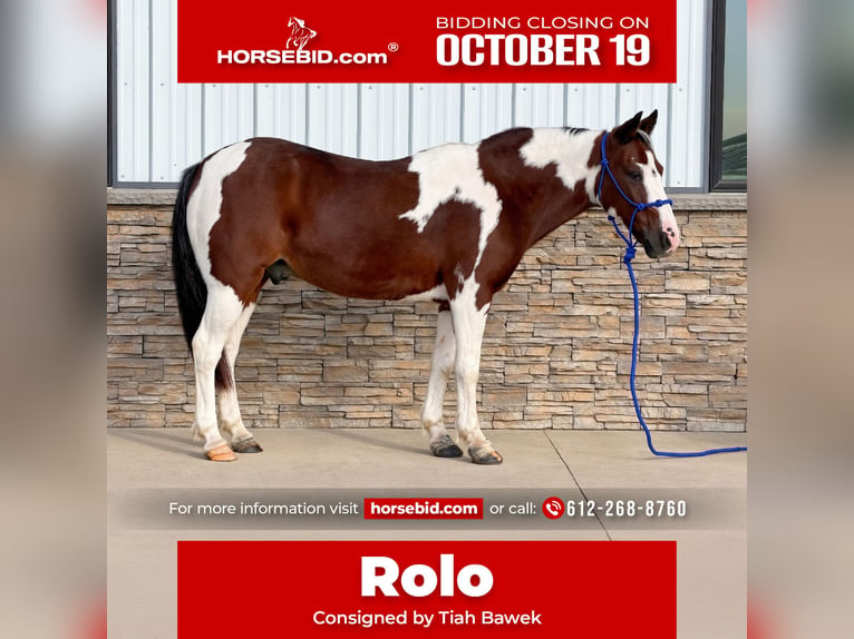 Quarter Pony Castrone 10 Anni Pezzato in Cannon Falls