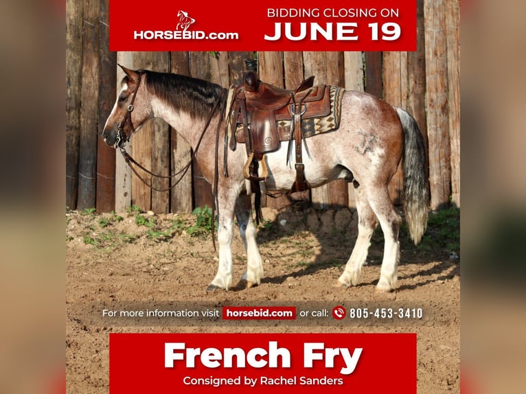 Quarter Pony Castrone 10 Anni Roano rosso in Joshua, TX