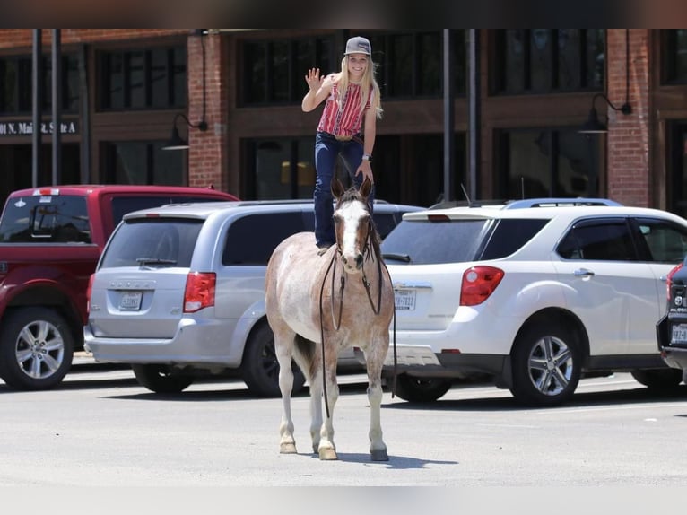 Quarter Pony Castrone 10 Anni Roano rosso in Joshua, TX
