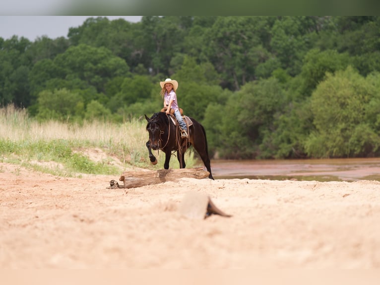 Quarter Pony Castrone 11 Anni 132 cm Baio ciliegia in Canyon