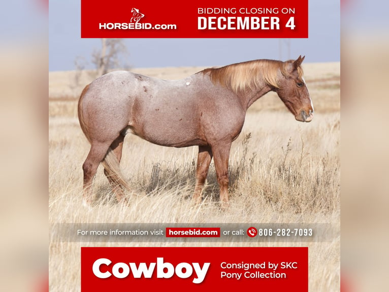 Quarter Pony Castrone 11 Anni 132 cm Roano rosso in Canyon, TX