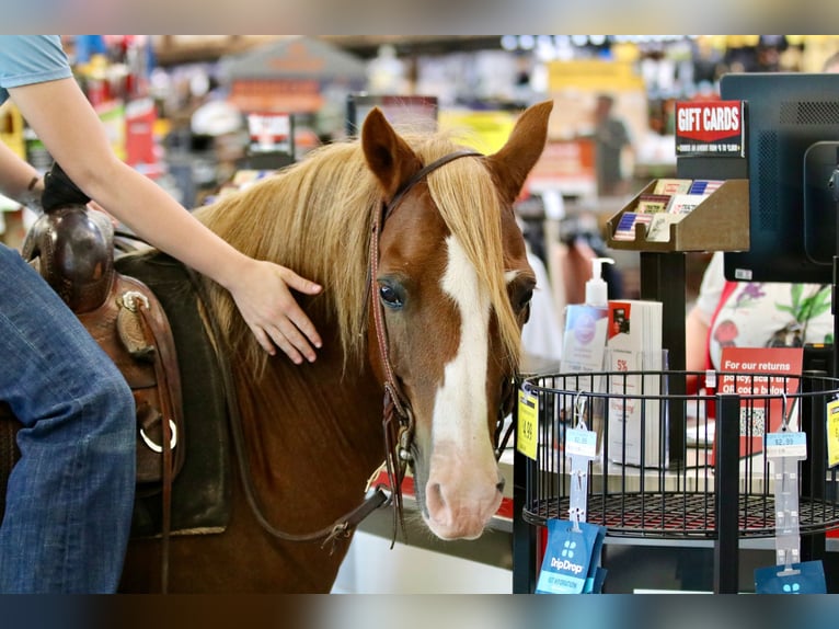 Quarter Pony Castrone 11 Anni 132 cm Sauro ciliegia in Decatur, TX