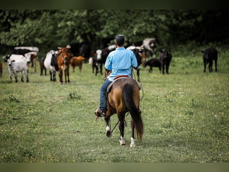 Quarter Pony Castrone 11 Anni 137 cm Pelle di daino in Santa Fe, TN