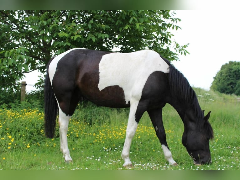 Quarter Pony Mix Castrone 11 Anni 145 cm Pezzato in Oijen