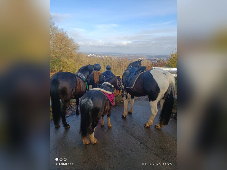 Quarter Pony Mix Castrone 11 Anni 147 cm Pezzato in IserlohnIserlohn
