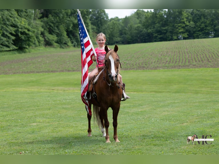 Quarter Pony Castrone 11 Anni Sauro scuro in North Bloomfield
