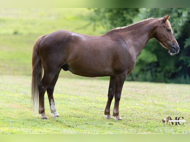 Quarter Pony Castrone 11 Anni Sauro scuro in North Bloomfield