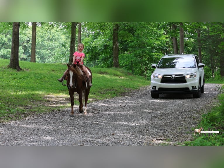 Quarter Pony Castrone 11 Anni Sauro scuro in North Bloomfield