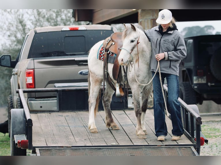 Quarter Pony Castrone 12 Anni 122 cm in Carthage, TX