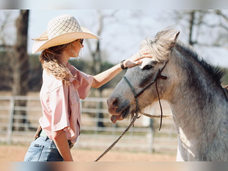 Quarter Pony Castrone 12 Anni 122 cm in Carthage, TX