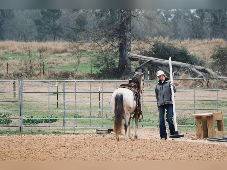 Quarter Pony Castrone 12 Anni 122 cm in Carthage, TX