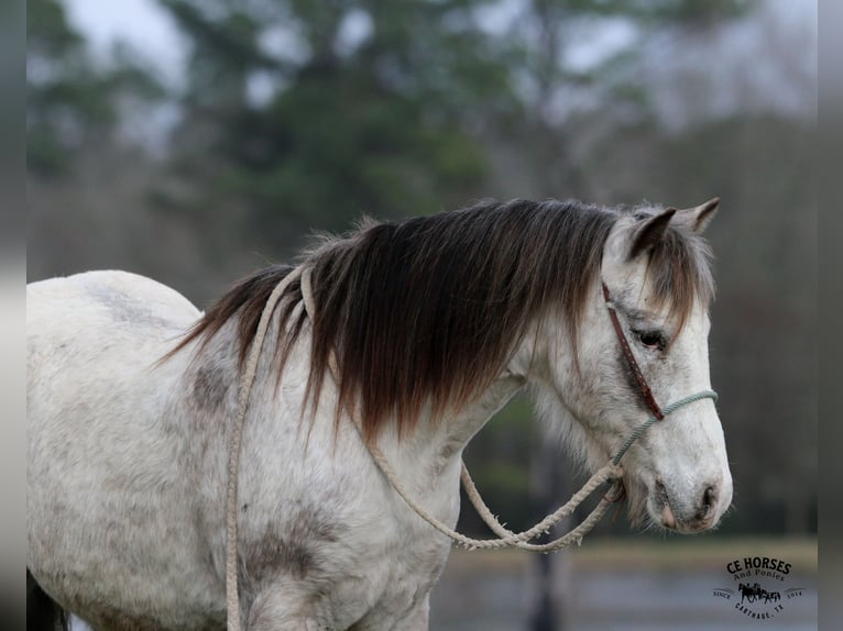 Quarter Pony Castrone 12 Anni 122 cm in Carthage, TX