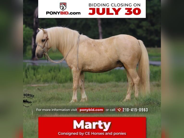 Quarter Pony Castrone 12 Anni 127 cm Palomino in Carthage, TX