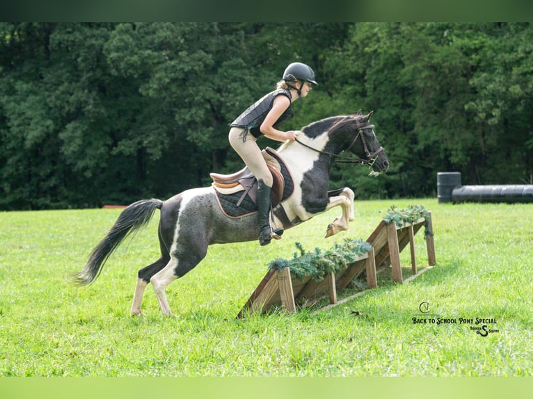 Quarter Pony Mix Castrone 12 Anni 127 cm Pezzato in Clover