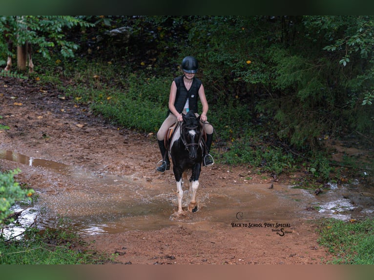Quarter Pony Mix Castrone 12 Anni 127 cm Pezzato in Clover