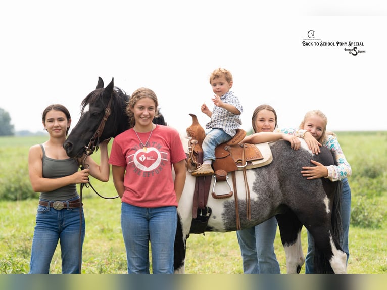 Quarter Pony Mix Castrone 12 Anni 127 cm Pezzato in Clover