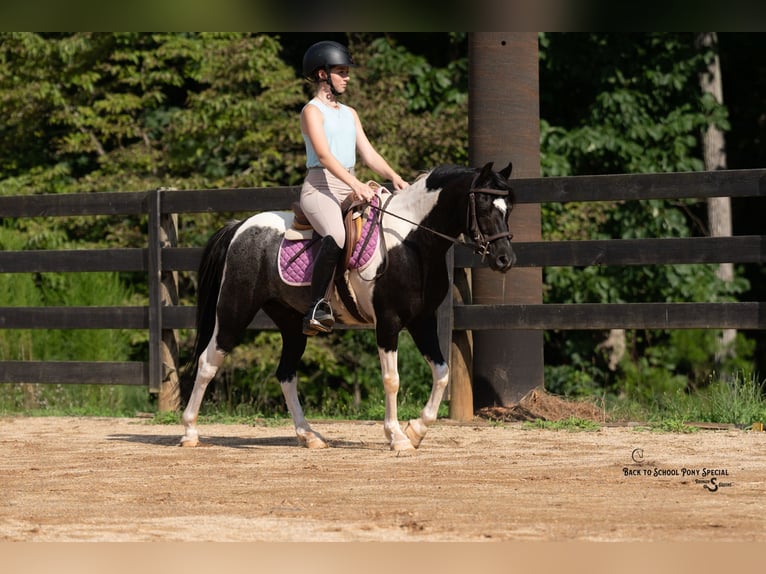 Quarter Pony Mix Castrone 12 Anni 127 cm Pezzato in Clover
