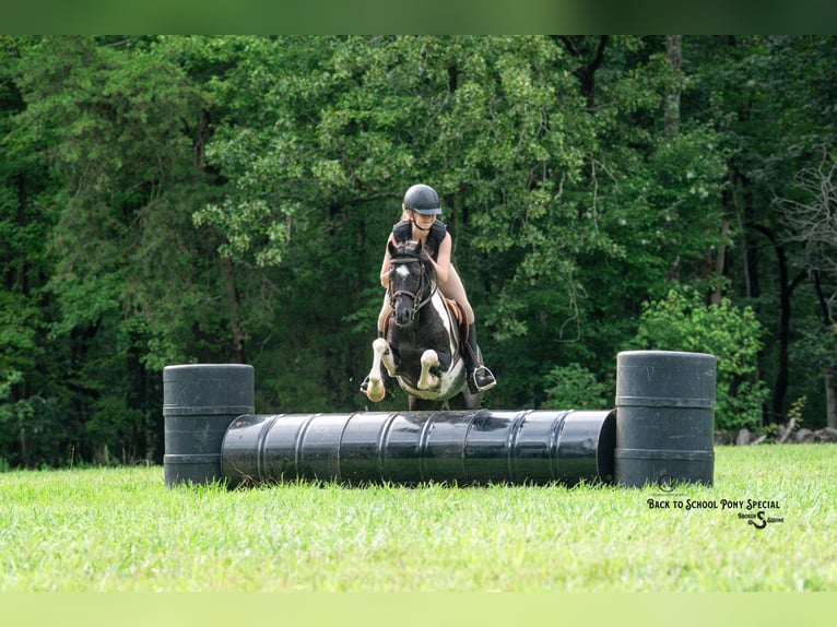 Quarter Pony Mix Castrone 12 Anni 127 cm Pezzato in Clover