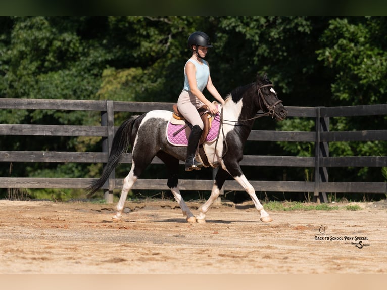 Quarter Pony Mix Castrone 12 Anni 127 cm Pezzato in Clover