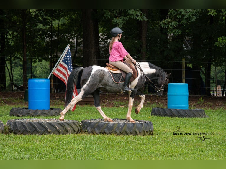 Quarter Pony Mix Castrone 12 Anni 127 cm Pezzato in Clover