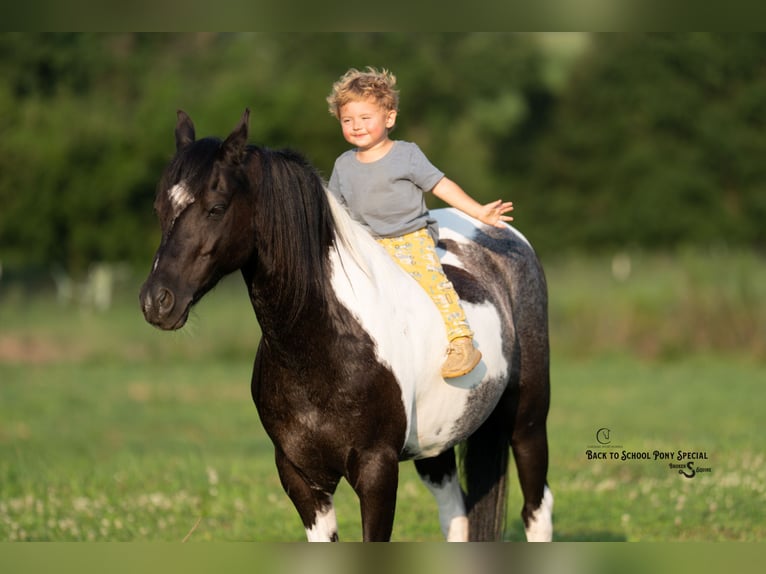 Quarter Pony Mix Castrone 12 Anni 127 cm Pezzato in Clover