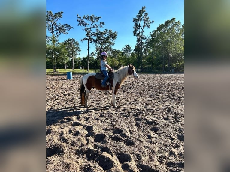 Quarter Pony Castrone 12 Anni 132 cm in Carthage, TX