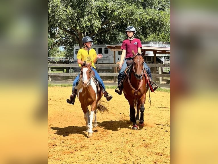 Quarter Pony Castrone 12 Anni 132 cm in Carthage, TX