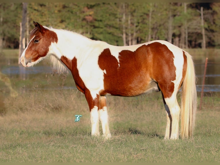 Quarter Pony Castrone 12 Anni 132 cm in Carthage, TX