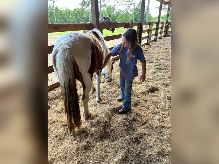 Quarter Pony Castrone 12 Anni 132 cm in Carthage, TX