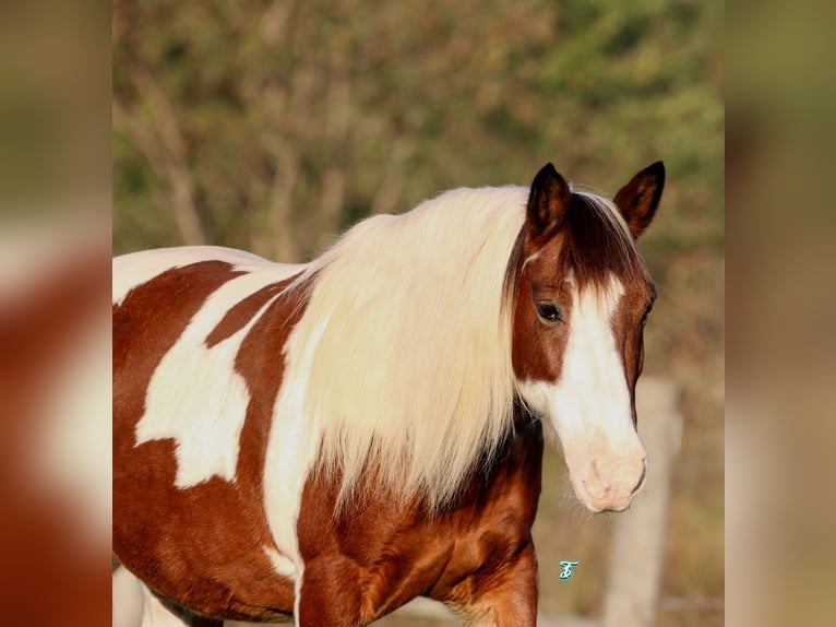 Quarter Pony Castrone 12 Anni 132 cm in Carthage, TX