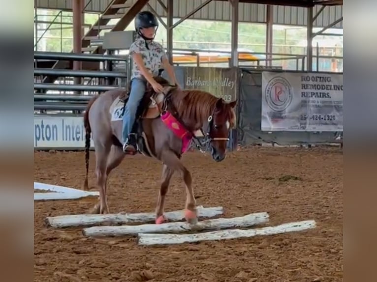 Quarter Pony Castrone 12 Anni 135 cm Roano rosso in Weatherford