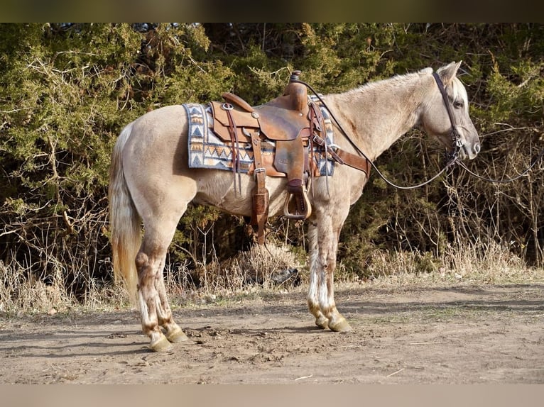 Quarter Pony Castrone 12 Anni 137 cm Grullo in Valley Springs