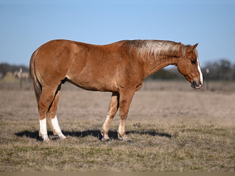 Quarter Pony Castrone 12 Anni 142 cm Falbo in Waco