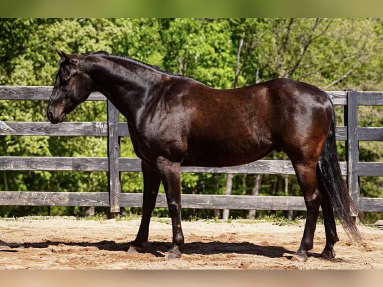 Quarter Pony Castrone 12 Anni Baio ciliegia in Clover