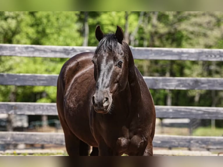 Quarter Pony Castrone 12 Anni Baio ciliegia in Clover