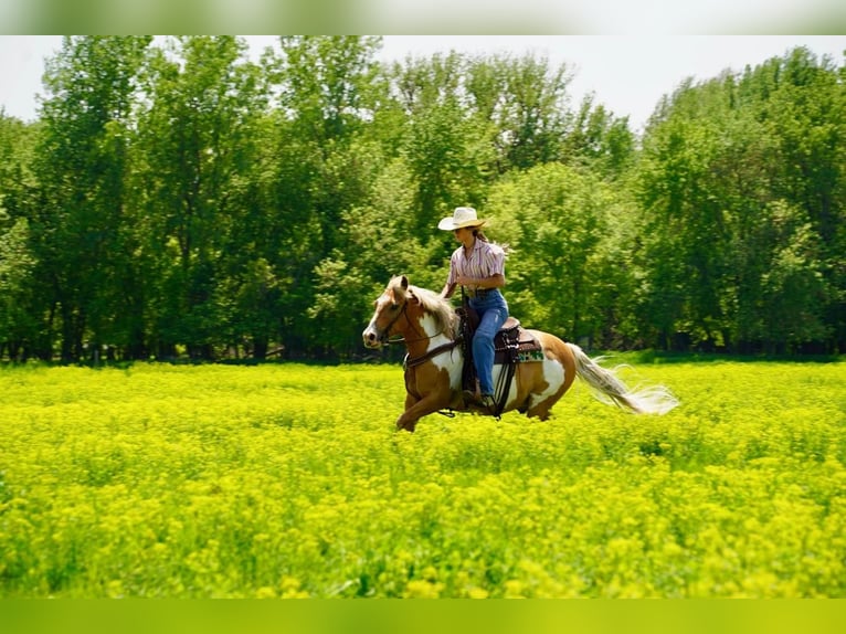 Quarter Pony Castrone 12 Anni Palomino in Valley Springs, SD