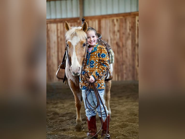 Quarter Pony Castrone 12 Anni Palomino in Valley Springs, SD