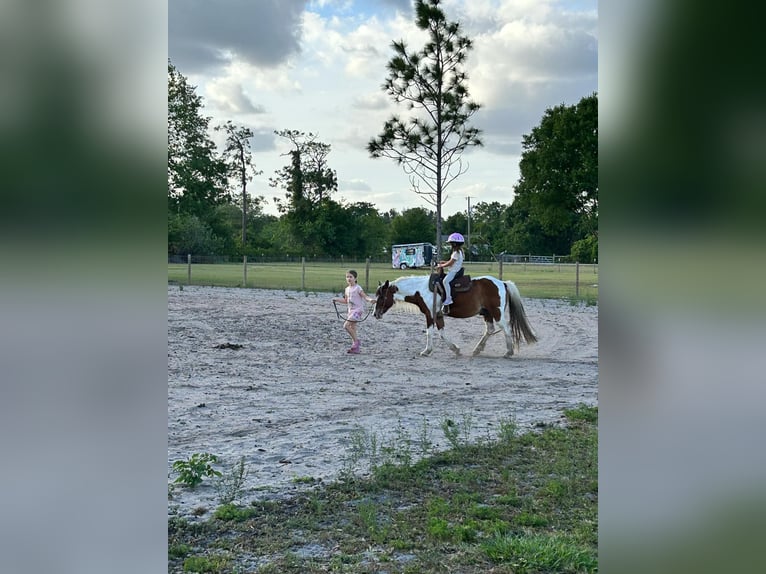 Quarter Pony Castrone 13 Anni 132 cm in Carthage, TX