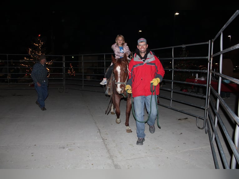 Quarter Pony Castrone 13 Anni 135 cm Roano rosso in Cody, WY