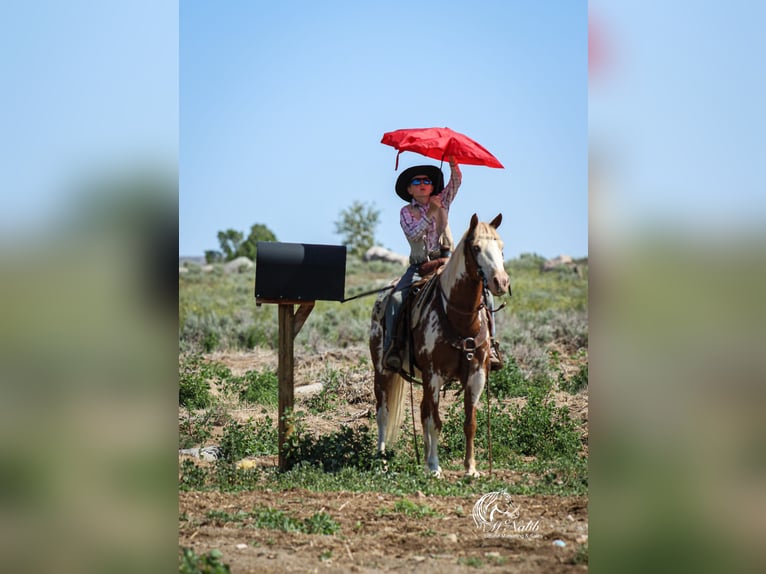 Quarter Pony Castrone 13 Anni 137 cm Sauro ciliegia in Cody