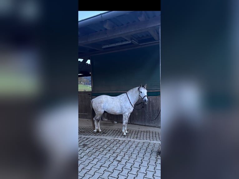 Quarter Pony Mix Castrone 13 Anni 138 cm Bianco in Nagold