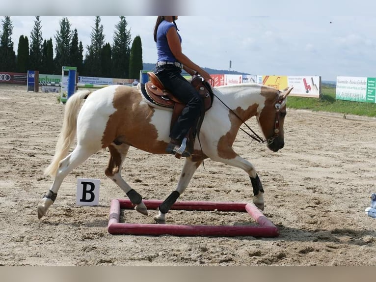 Quarter Pony Castrone 13 Anni 140 cm Pezzato in Horgau